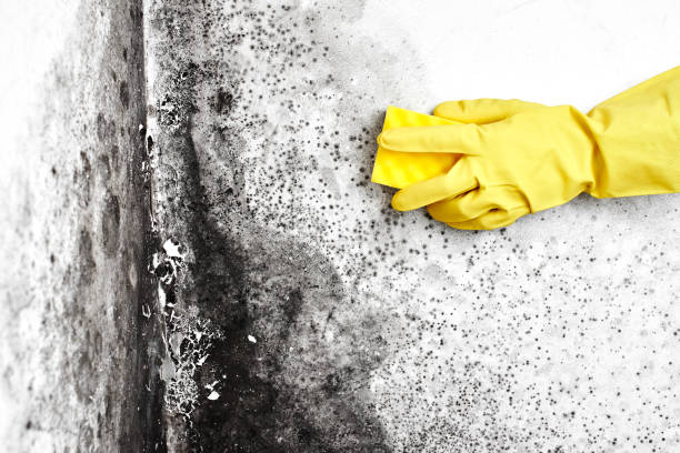 Best Forensic Mold Investigation  in Mitchellville, MD