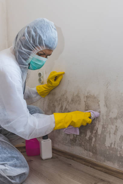 Biohazard Mold Removal in Mitchellville, MD